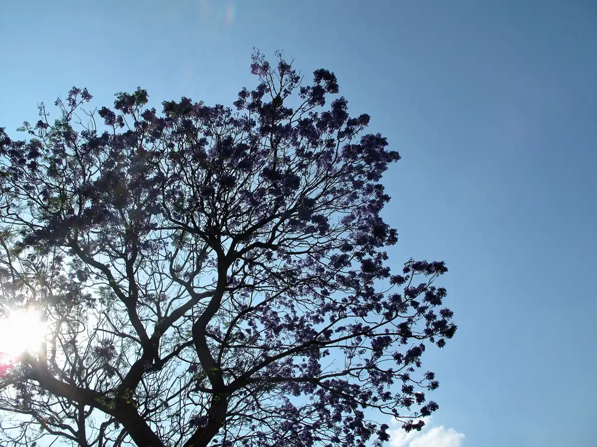 A jacaranda tree in full purple bloom against a clear spring sky in Mexico City, the March and April show